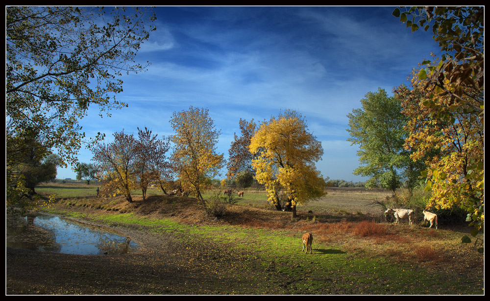 River in the forest | river, forest, tree, autumn