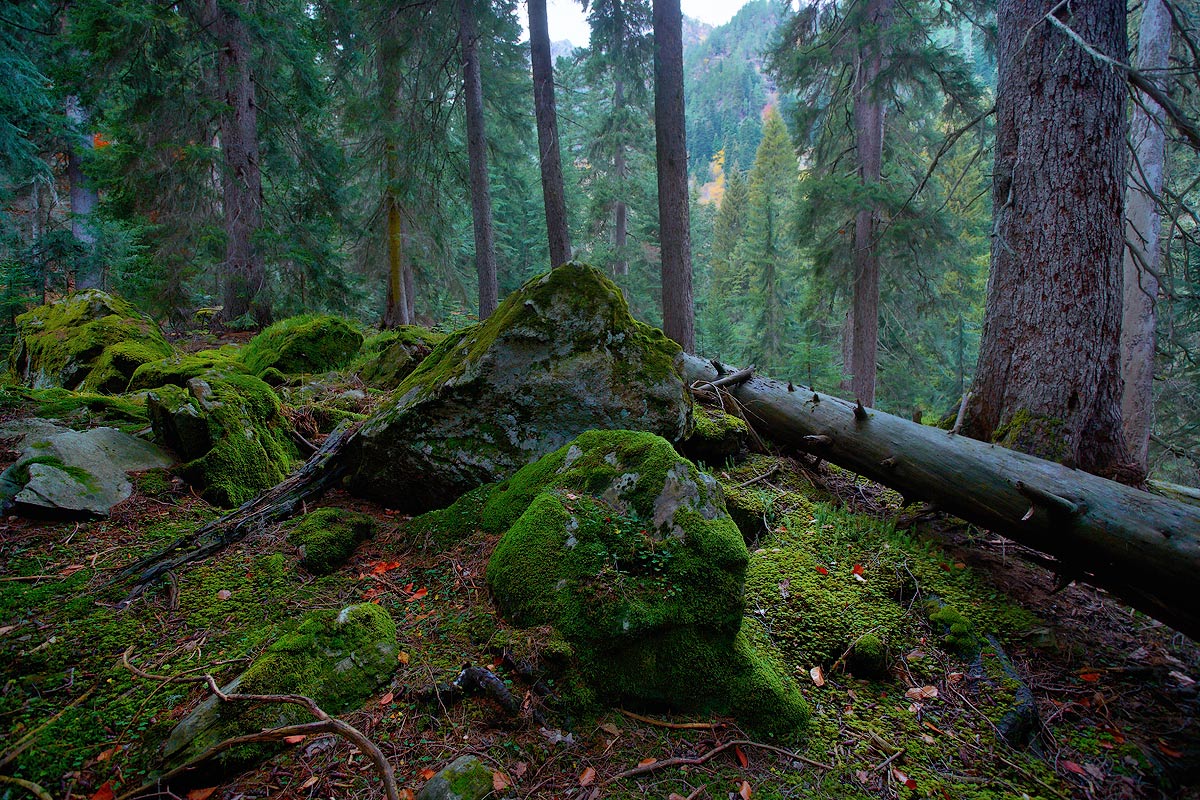 Deep forest | deep , forest , stones , trees , moss, mountain, background, sky , conifer, deadwood