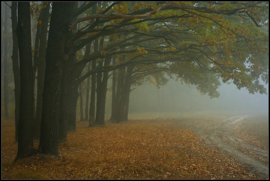 Path through the oak-wood | oak-wood, path, road, fallen leafs