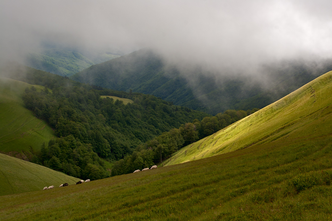 Hills and woods | hill, wood, green, fog