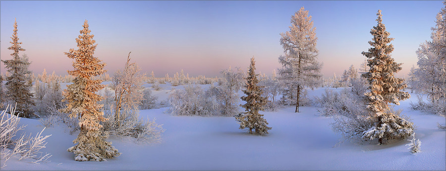 Ringing silence | trees, winter, snow