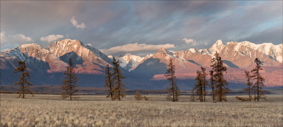 Trees, but not wood | tree, mountain, dark sky, field