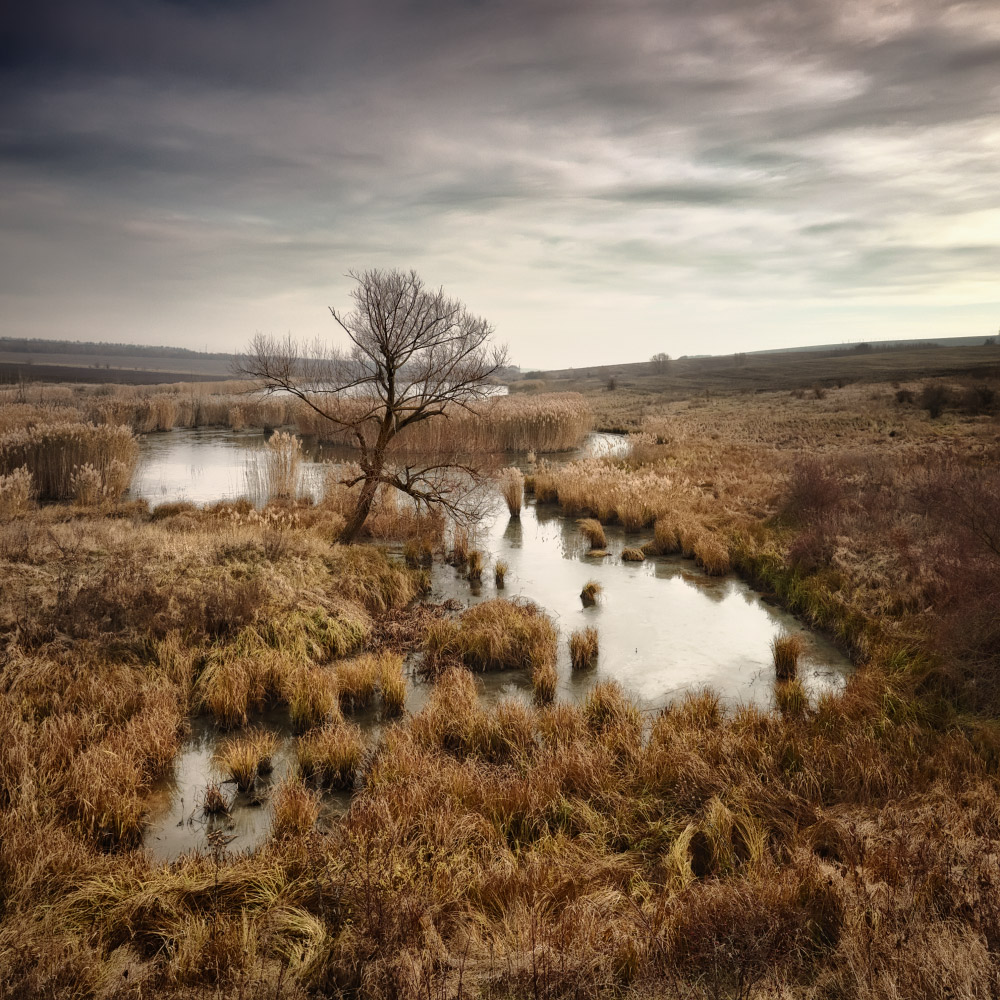 Dull day and bog | landscape, nature, sky, clouds, dry grass, tree, water, field, bog, dull day