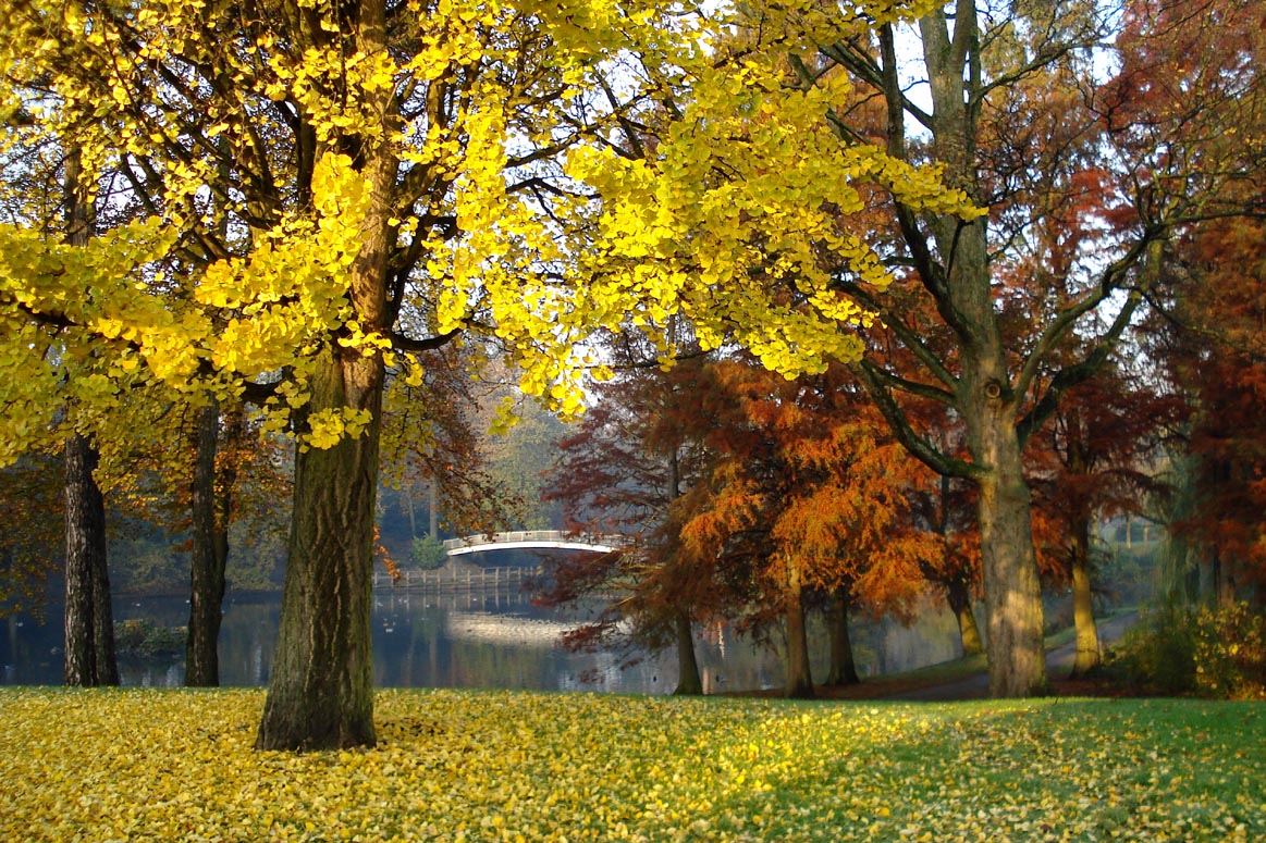 European countryside | Europe, countryside, tree, pond