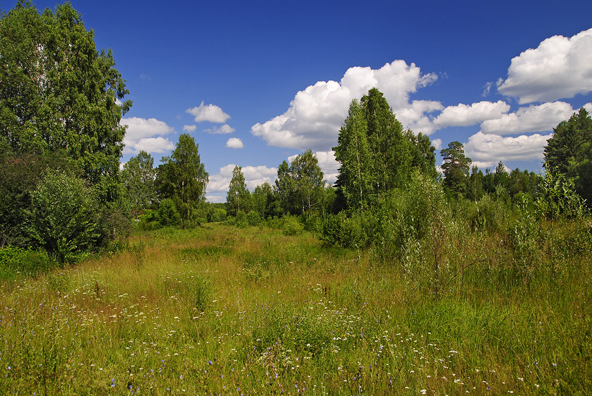 Sunny meadow | landscape , summer , clouds, sky  , sunny , birch, grass , trees , meadow, flowers 