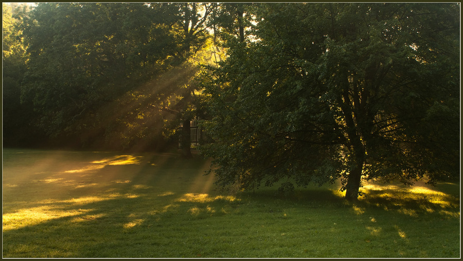 Sunbeams | bush, sunbeam, grass, sunshine