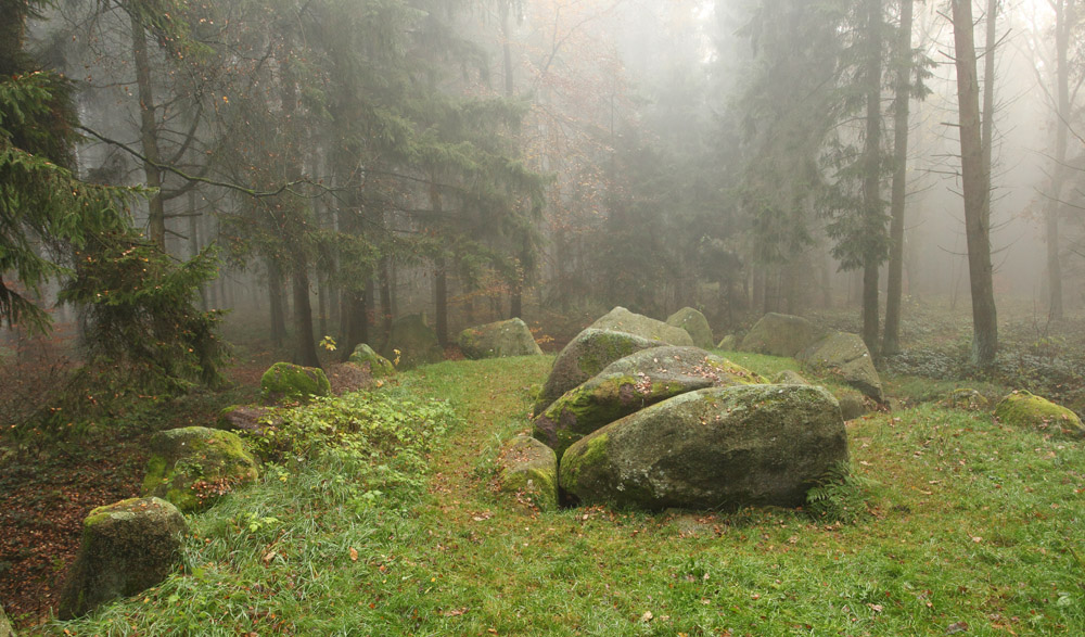 Stones in the pine wood | pine wood, stones, moss, mist