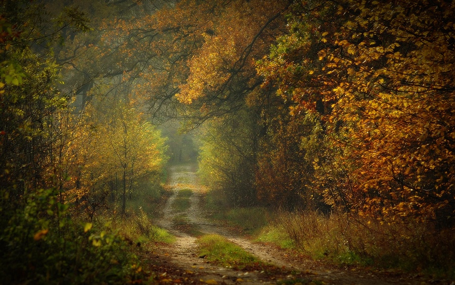 Tonnel in the wood | tonnel, road, tree, autumn