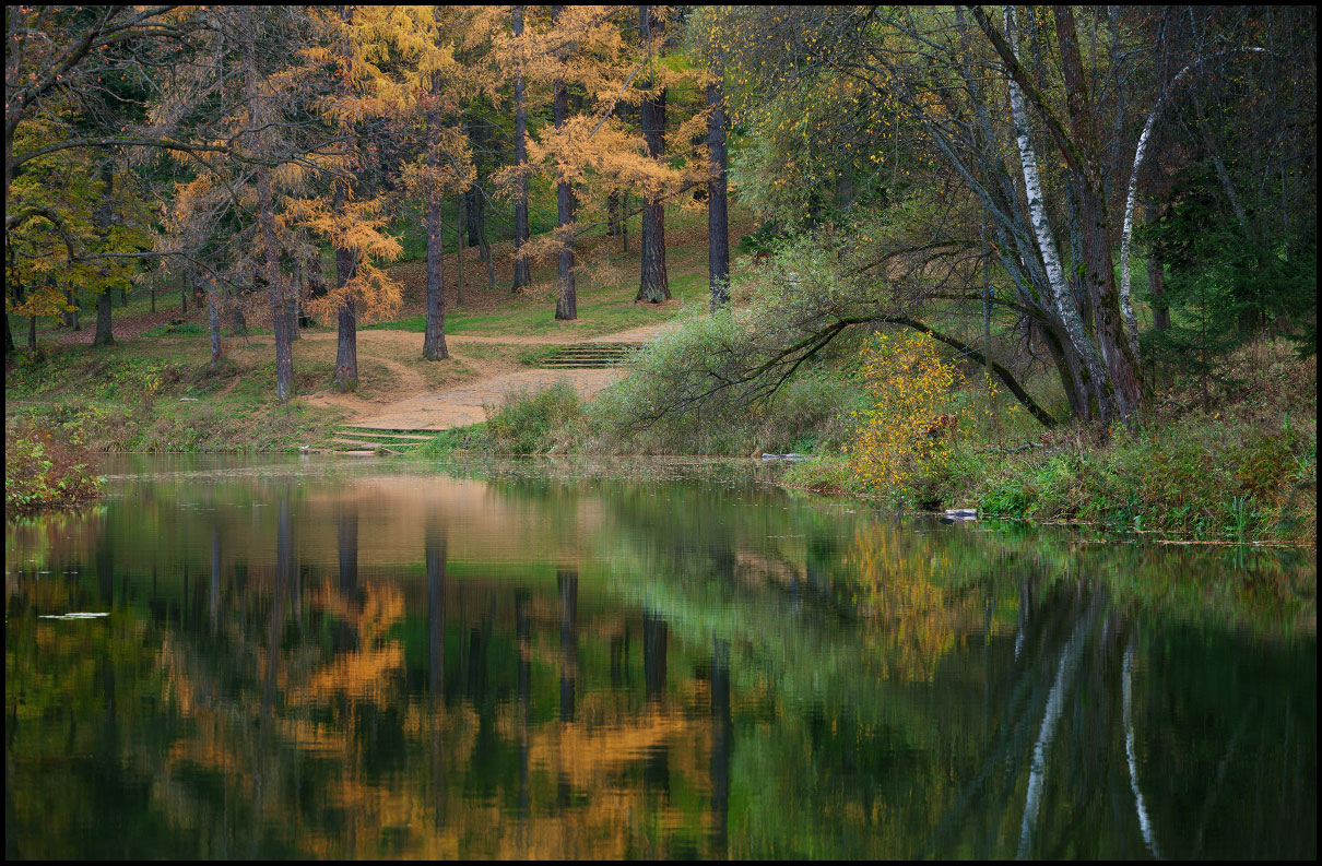 Stillness of a pond | asp, wood, water, pond
