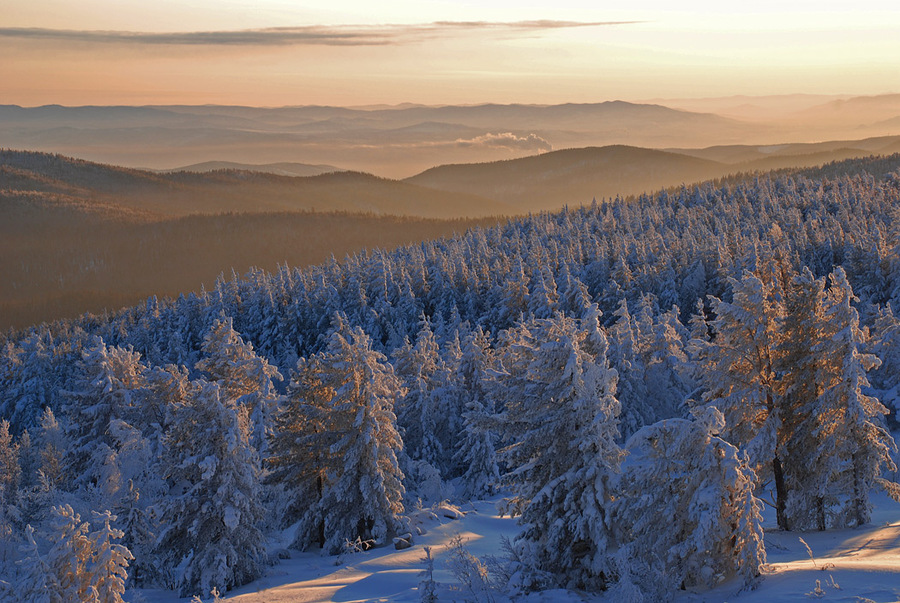 Spruces is in snow | spruce, snow, hills, light