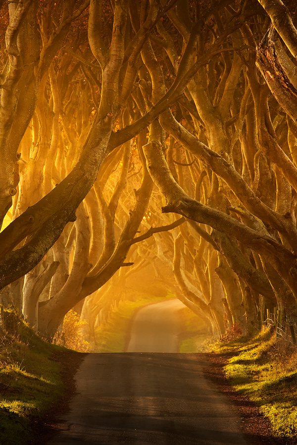 The Dark Hedges | trees, road, haze, light