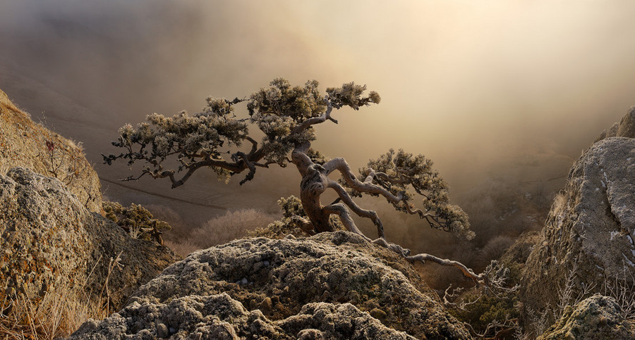 Mountain survivor | mountains, tree, mist, sunset