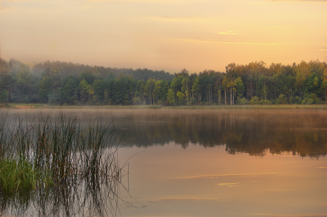 Fog on a lake | landscape , lake   , evening , trees, fog , water , sky , grass , forest, sunset