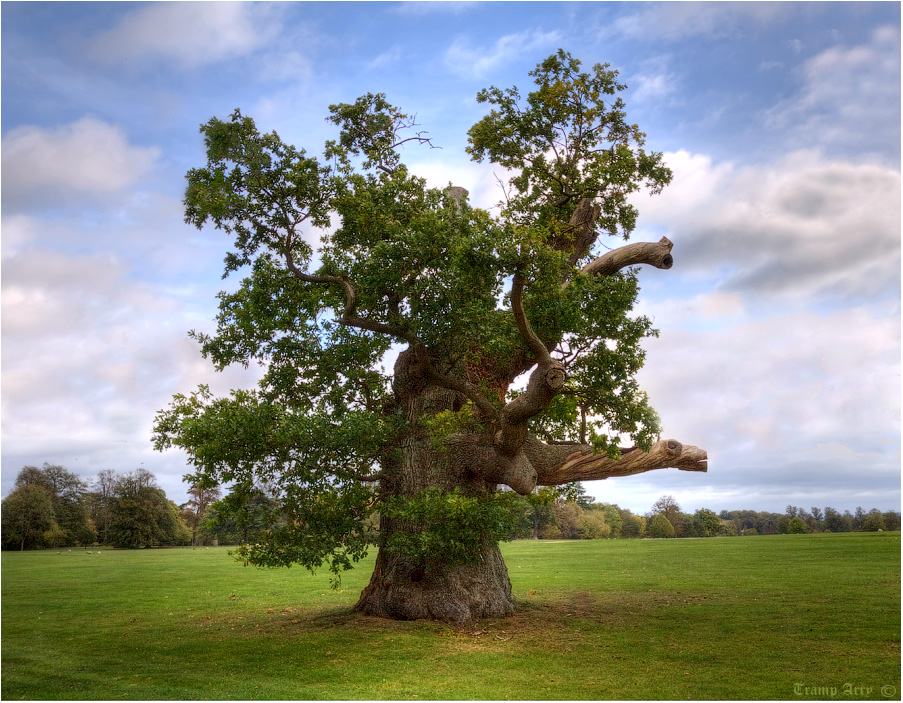 Great oak | landscape, oak, Marlboro, Blenheim, tree , sky , clouds , field , branch, forest 