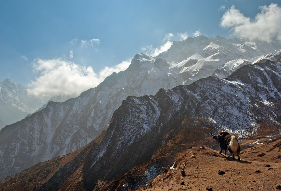 Cow climing a mountain | climing , mountain, snow, cow