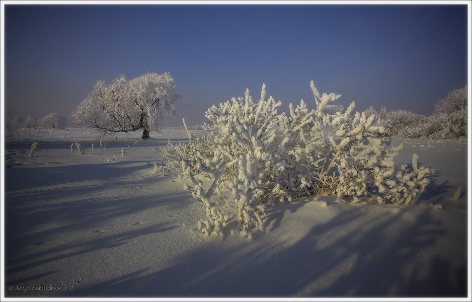 Frosen wood | wood, tree, snow, frost