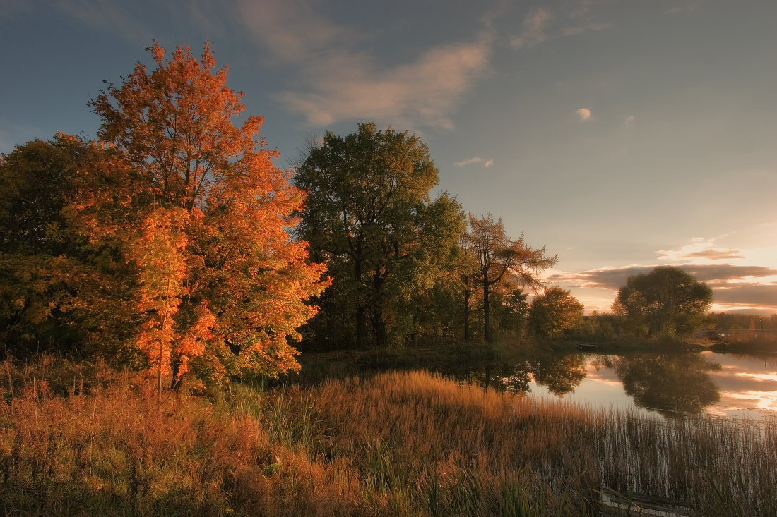 Autumn came | autumn, tree, fallen leafs, dusk