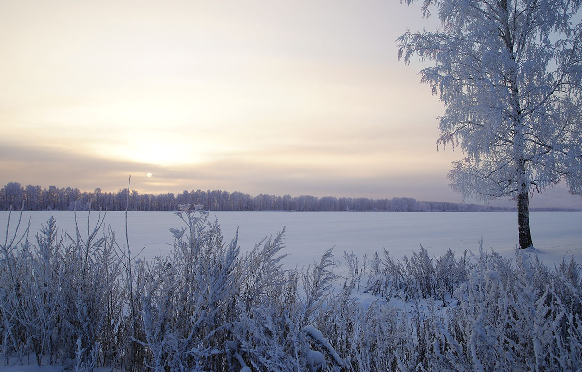 Field covered with snow | field, snow, birch, horizon