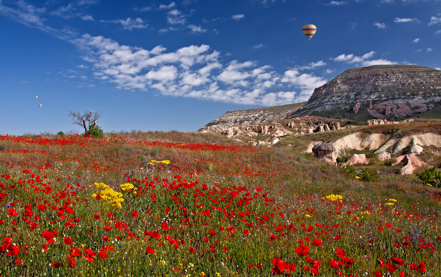 Air-baloon  | air-baloon, cliff, poppy field, flowers