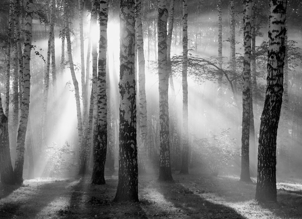 Sunbeam penetrates birchwood | sunbeam, birchwood, black and white, bushes