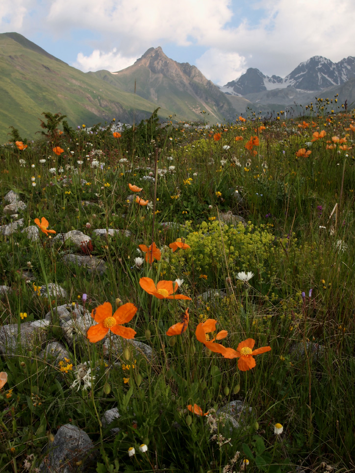 Morning in the valley, Digoria | Digoria, Ossetia, morning , flowers , poppy, mountain, valley, stones , grass , clouds