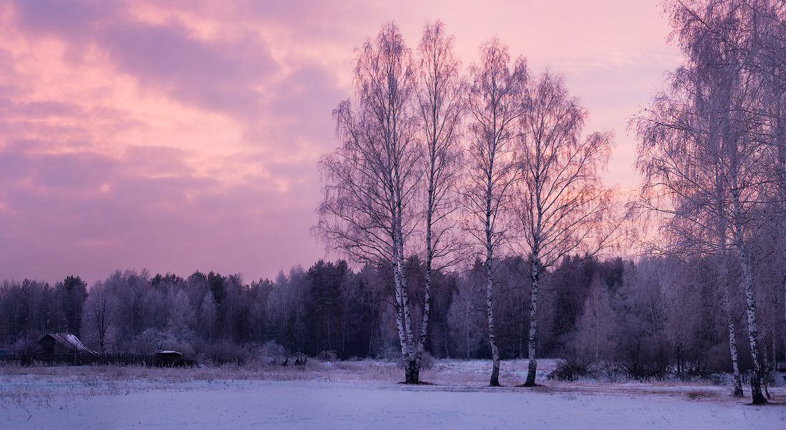 Russian birch | birch, snow, winter, frost