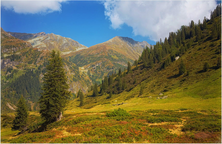 Going downhill | hillside, spruce, sky, mountain peak