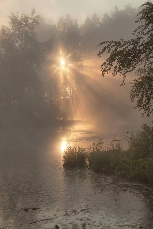 Sun shines through the fog | fog, sunshine, wood, river