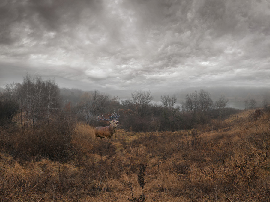 Elk under the rain | elk, forest, rain, river