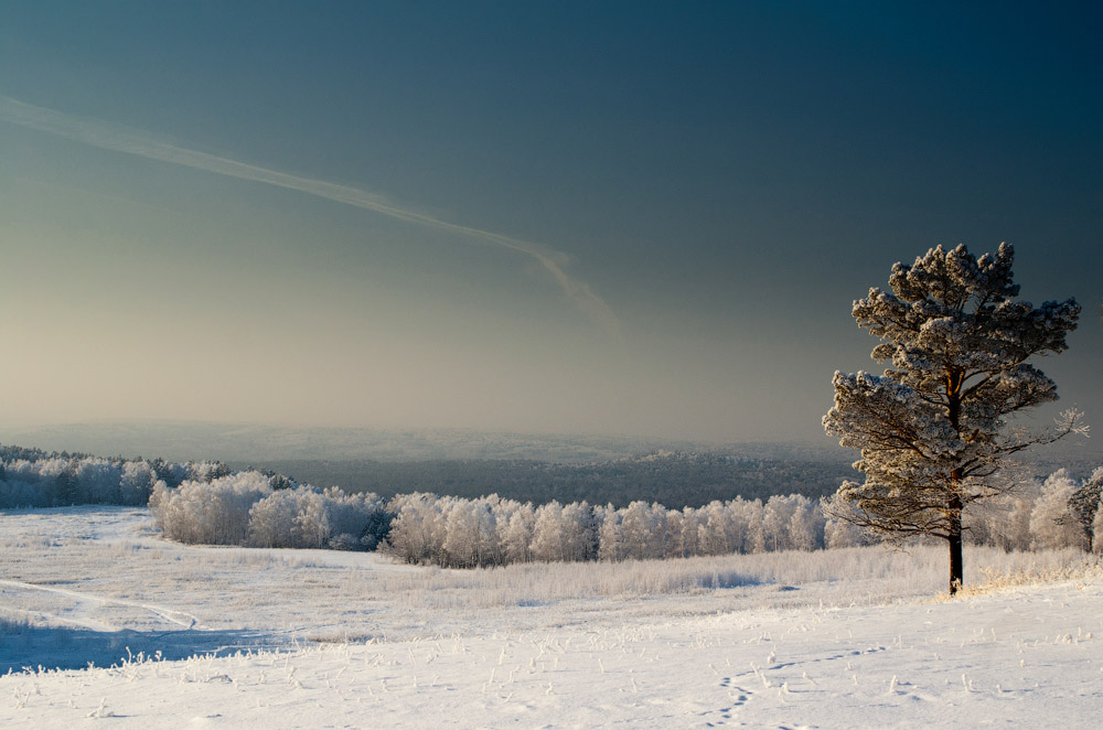 Polar winter | winter, tree, snow, frost