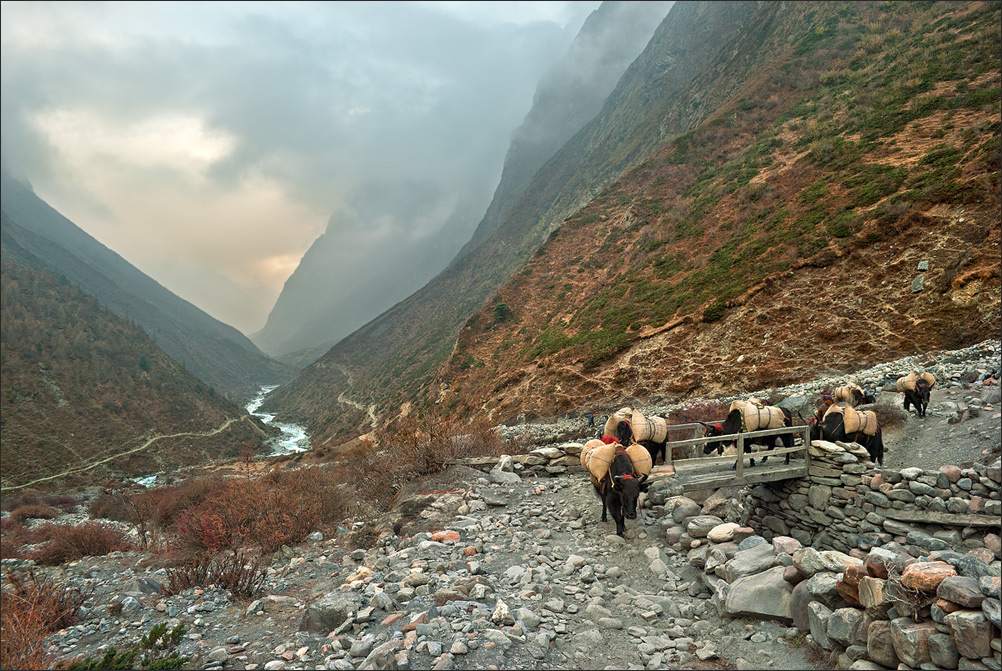 Draught cow | cow, river, stream, mountain path
