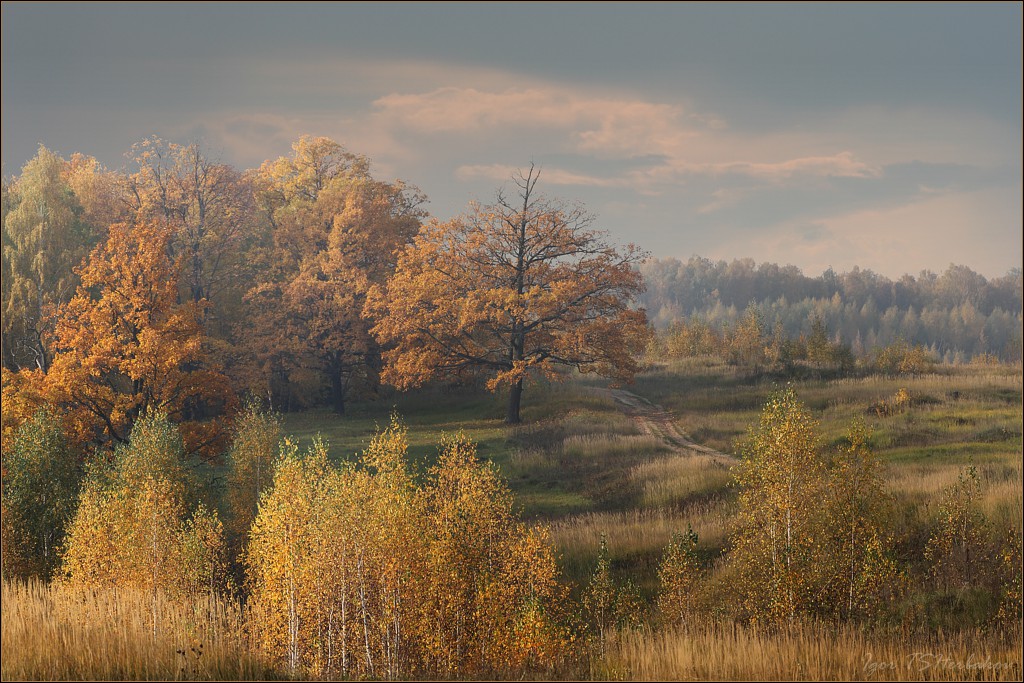 Mixed wood | mixed wood, birch, aspen, maple