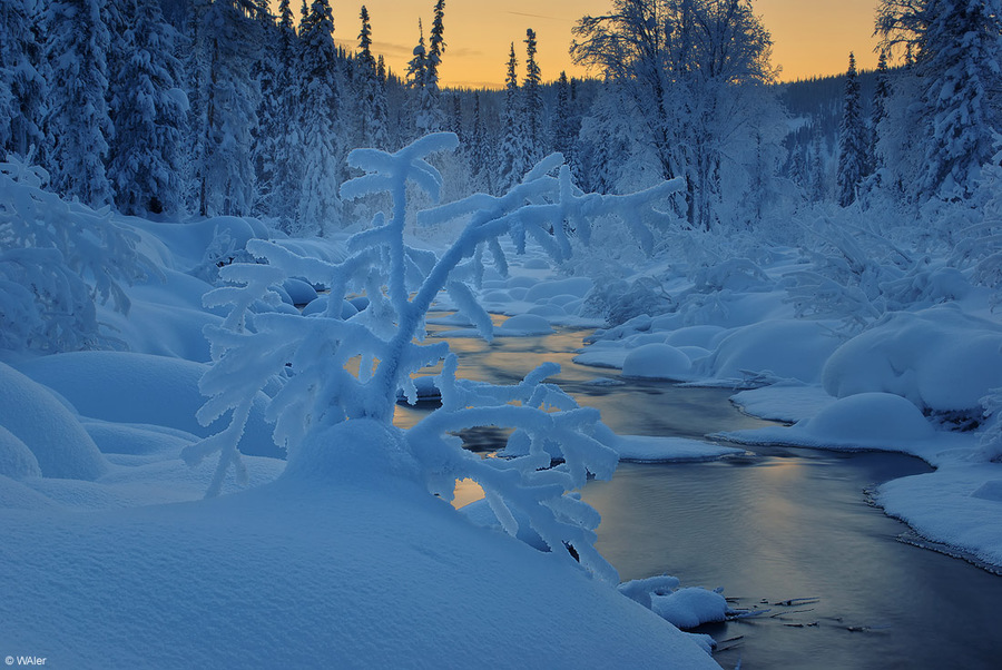 Pictures of ice | stream, snow, spruce, winter