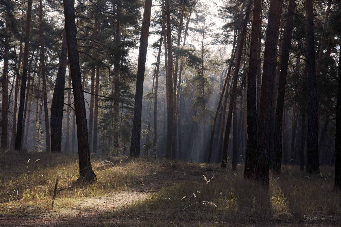 Morning in the pine forest | landscape, forest, November, pines, sunshine, walk, blade, sky, tall, Ukraine