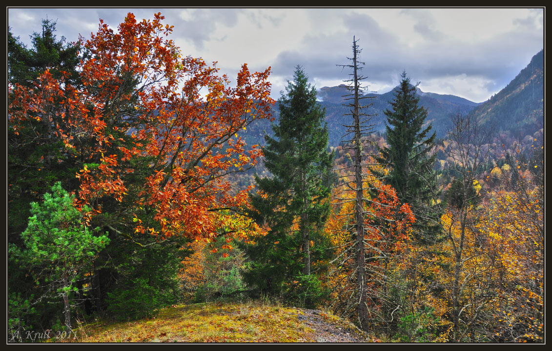 Colorful autumn | autumn, birth, spruce, fallen leafs