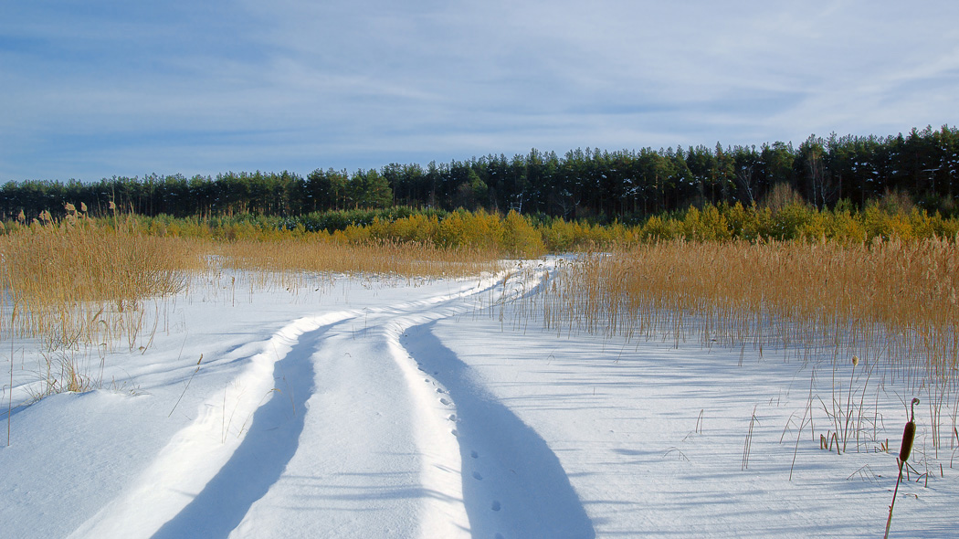 Going through the snow | snowy road, grass, field, pine wood