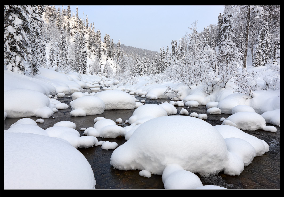 Snowballs | Winter, snow, pine wood, spruce