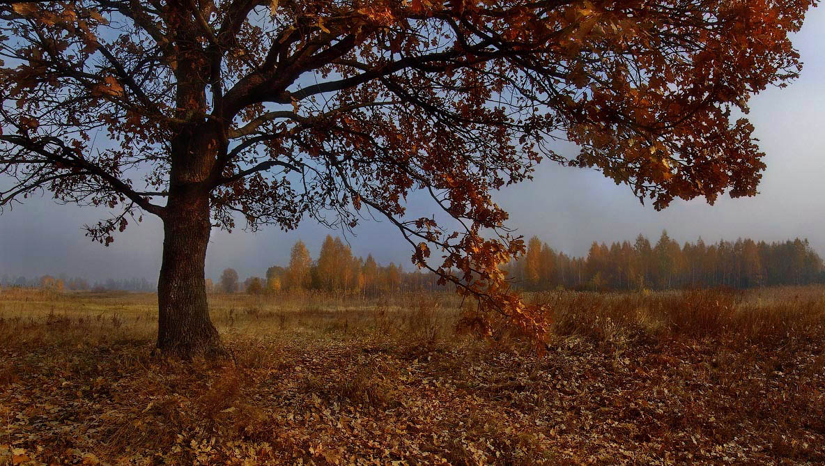 Alone in the field | tree, field, wood, horizon