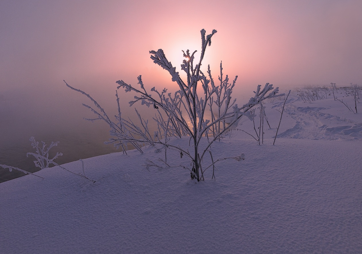 Dawn in winter | winter , morning  , dawn, fog , frost, sun , snow , blades, pink , sky