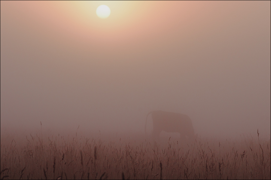 Cow in the fog | cow, sun, fog, grass
