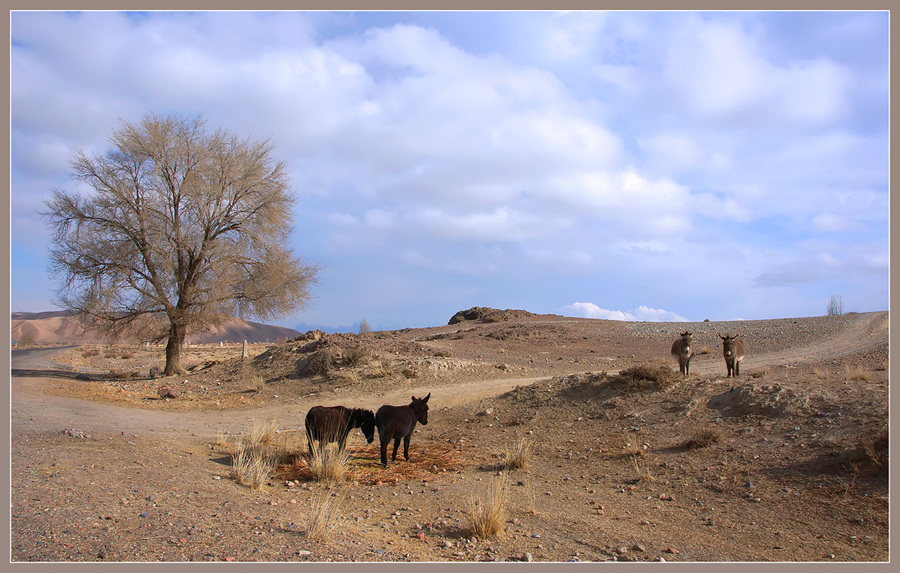 Donkeys eating stones | donkey, stone, men, tree