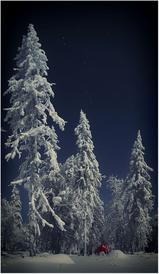 Frosen spruces | spruce, ice, night, frost