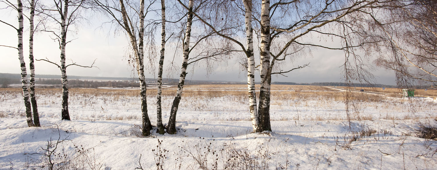 Winter birches  | winter, day, January, Russia, birches, field, landscape, snow, skyline, route