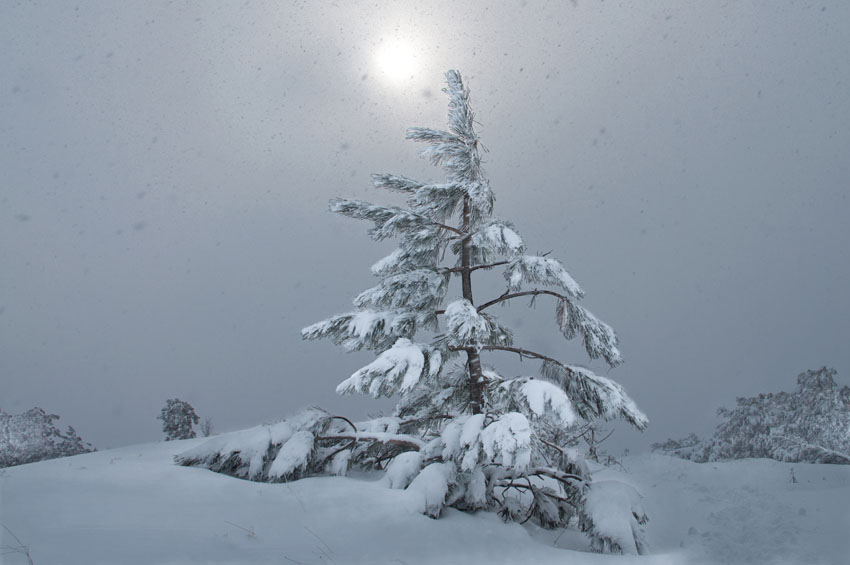 Frost ond spruce | frost, spruce, snow, winter
