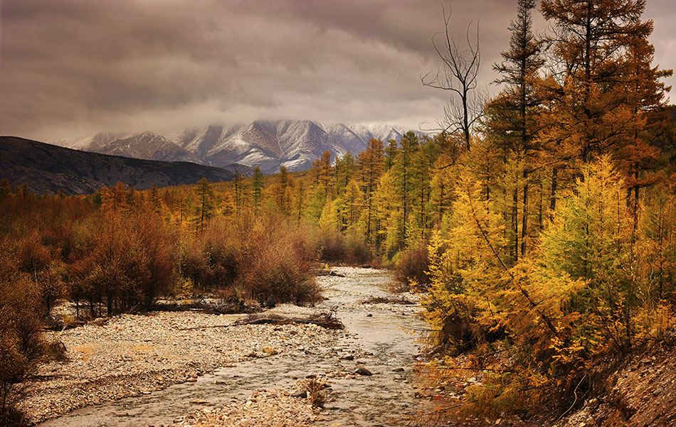 Winter is comming | autumn, dull sky, spruce, wood