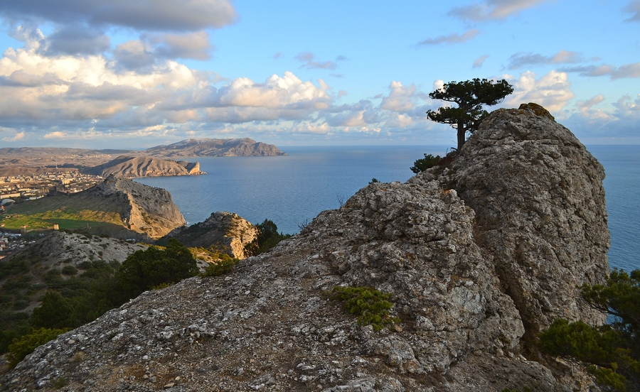 Cliff and the tree | cliff, tree, sea, bay