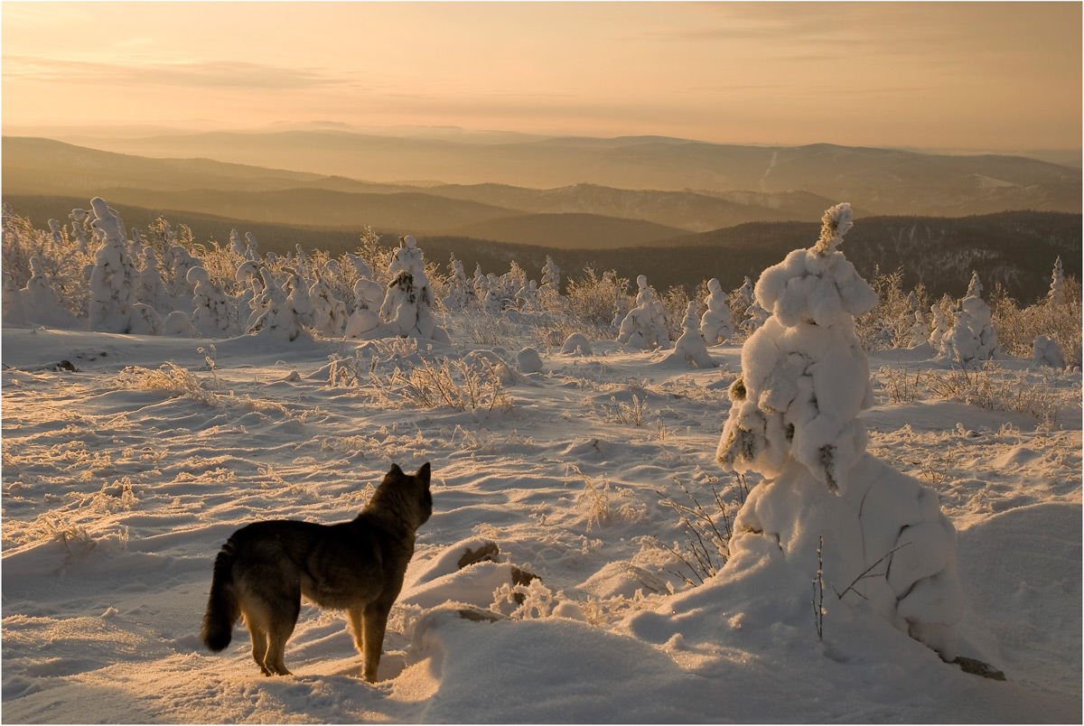 Dog looking at the frosen tree | frost, dog, hill, winter