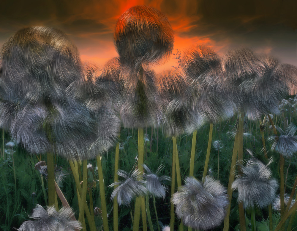 Fairy dandelions | art, grass, dandelions, stalk, downy, sky, scarlet, field, imagination, spring