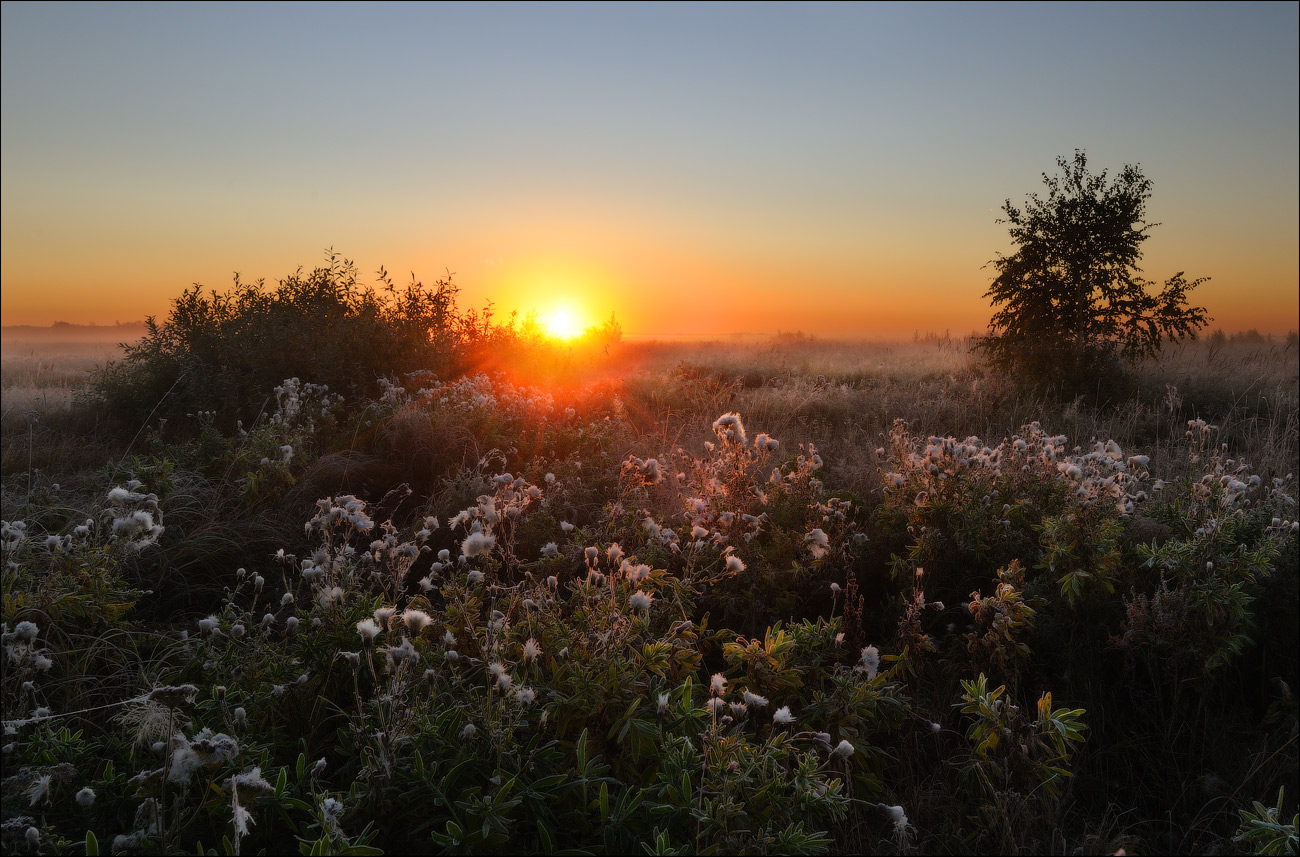 Morning in the field | landscape, sun, horizon, dawn, fog, scarlet, morning, field, grass, flowers