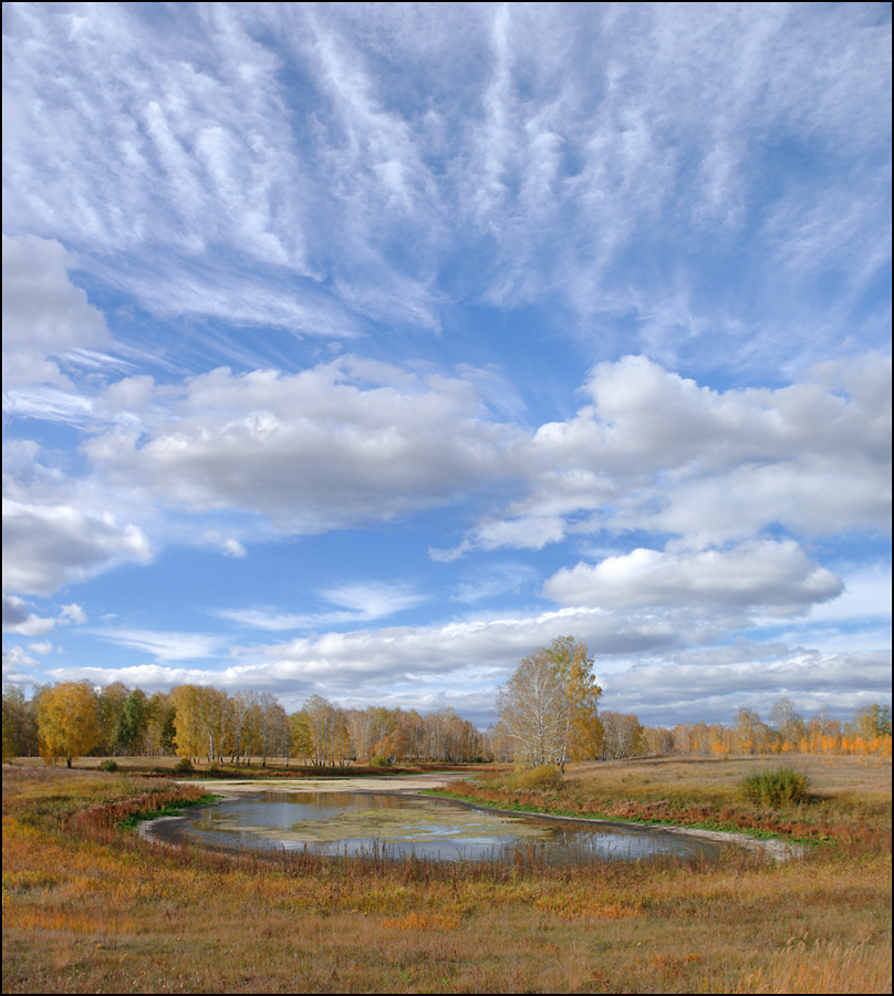 Puddle in the middle of a filed | puddle, birch, grass, field